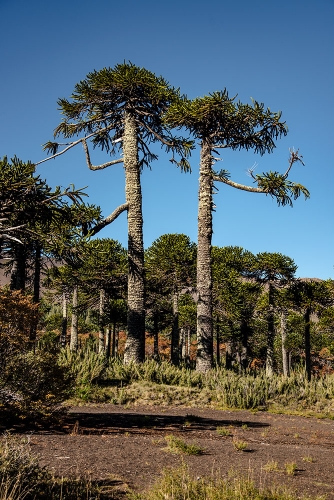 RESERVA NACIONAL MALALCAHUELLO NALCAS 